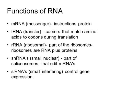 What Is RNA? RNA Facts, 59% OFF | brunofuga.adv.br