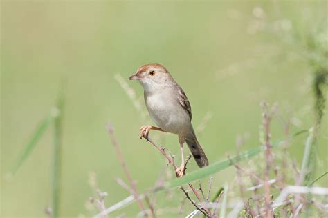 Cape Town Bird Gallery