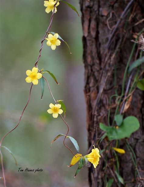South Carolina State Flower-Yellow Jessamine | Yellow jessam… | Flickr