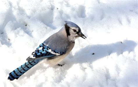 Blue jay stock image. Image of wild, colorful, closeup - 38525871