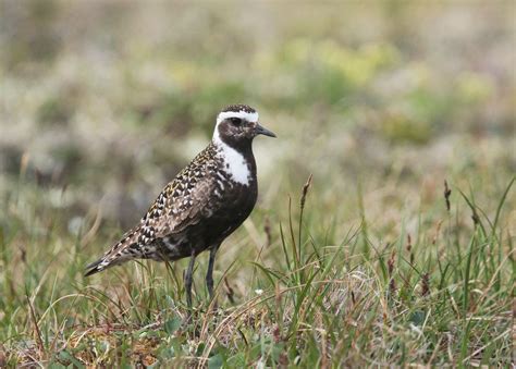 American Golden-Plover | Audubon Field Guide