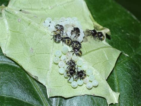 Brown Marmorated Stink Bug | WSU Tree Fruit | Washington State University