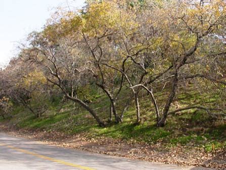 California Black Walnut Trees | City of Walnut, CA