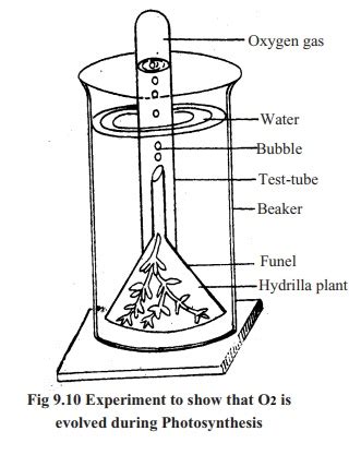 Experiment to demonstrate that Oxygen is evolved during Photosynthesis