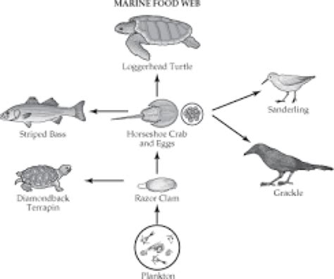 Sea Turtle Food Chain