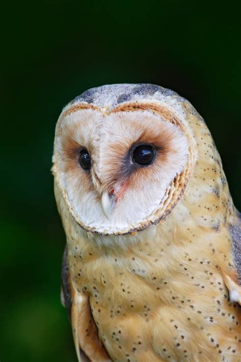 Portrait Of Owl. Barn Owl, Tito Alba, Nice Blurred Light Green The ...