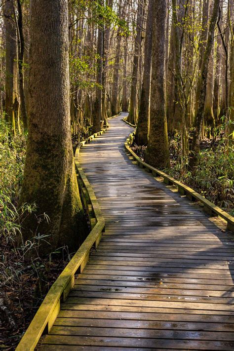 9 Things to Do at Congaree National Park - Fresh Off The Grid