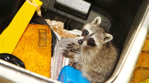 Raccoons Where To Sleep