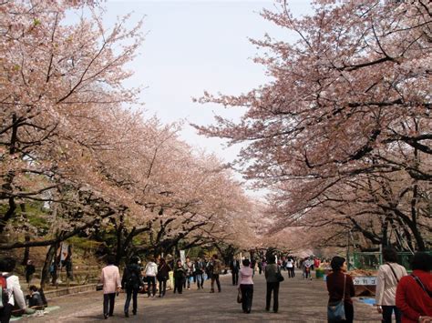 Top 5 tourist attractions in Tokyo - tipntrips