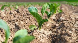 Cabbage Spacing: How Far Apart Should You Plant Cabbage?