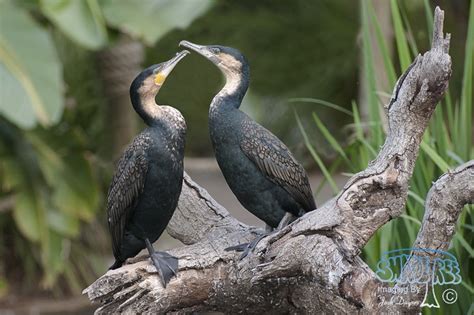 Great Cormorant | shadeTreeImaging