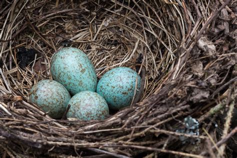 Why Do Bird Eggs Come in Different Colors? | Discover Magazine