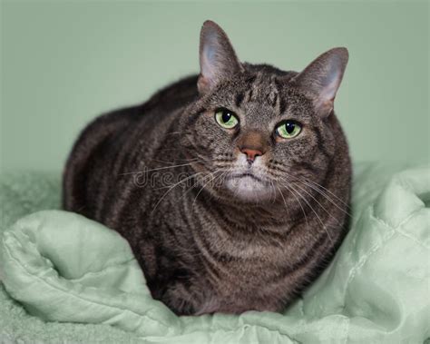 Fat Gray Tabby on Green Blanket Stock Image - Image of kitty, cute ...