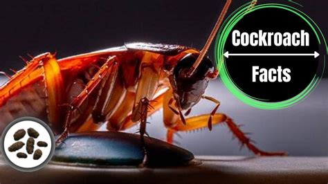 Cockroach Poop Vs Mouse Poop Complete Guide With Pictures - The Cockroach Facts