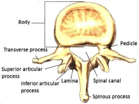 Lumbar Vertebrae Labeled