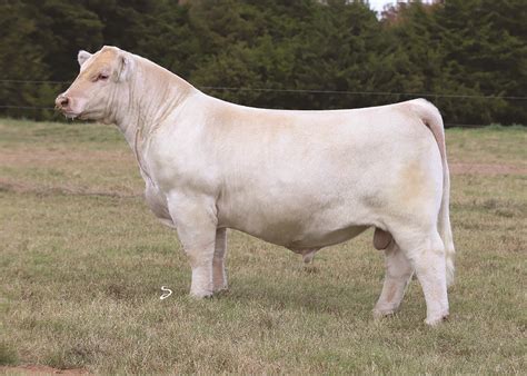 Charolais Show Cattle