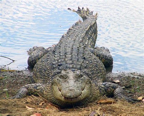 The largest reptile in the world