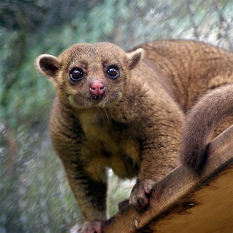 Wednesday Kinkajou - Carolina Tiger Rescue