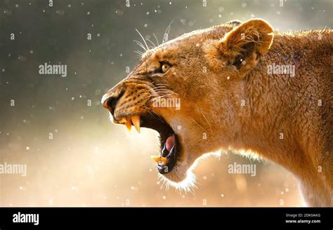 Mouth side cat teeth hi-res stock photography and images - Alamy