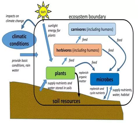 Ecosystem Diagram Examples