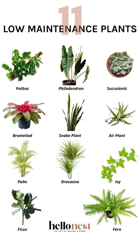 11 Low Maintenance Houseplants Even You Can't Kill | Hello Nest