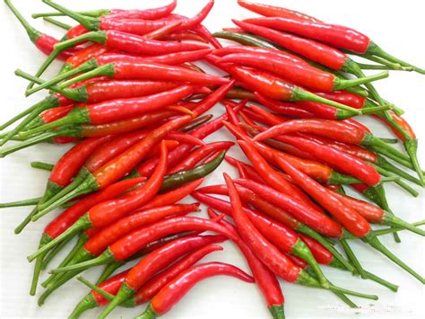 VIETNAM SPECIAL FOOD : RED CHILLI-Hottest Spice for Tasty Repast