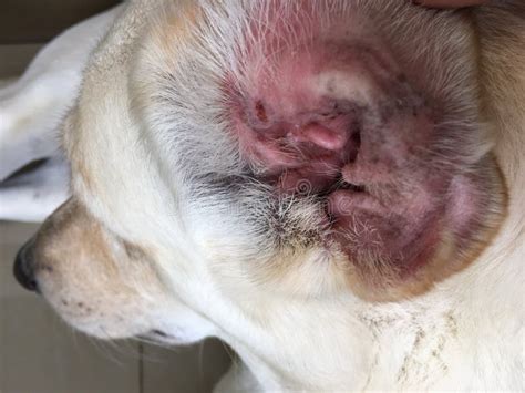 How To Help Yeast Infection In Dogs Ears