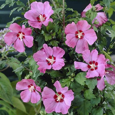 Hardy Hibiscus Collection - 3 x 2L plants | YouGarden