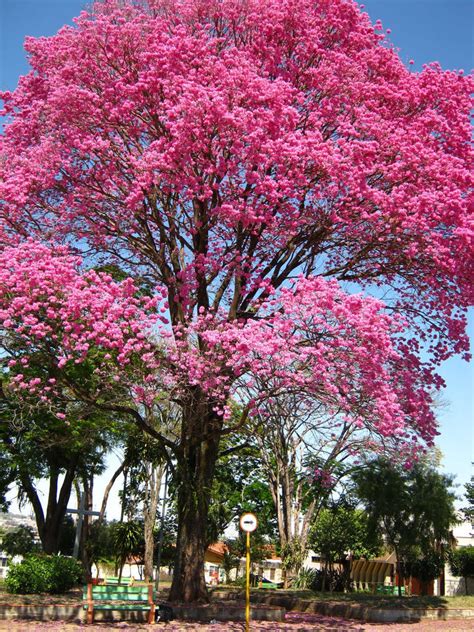 Rosy Pink Trumpet/tabebuia Tree Seeds - Etsy