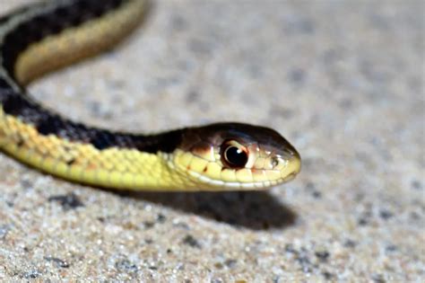 A Michigan Baby Garter Snake | Smithsonian Photo Contest | Smithsonian Magazine