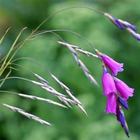 Plantes Vivaces DIERAMA pendulum - Canne à pêche des anges - Pépinière Lepage