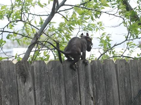 Terrifying Jersey Devil Sightings Scare Local Residents - Slapped Ham