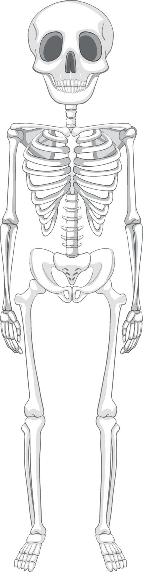 Isolated human skeleton anatomy 3338718 Vector Art at Vecteezy