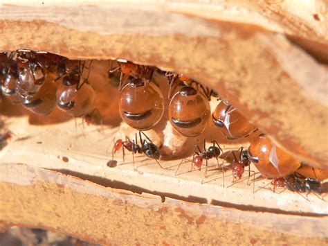 Honeypot ant - Wikipedia