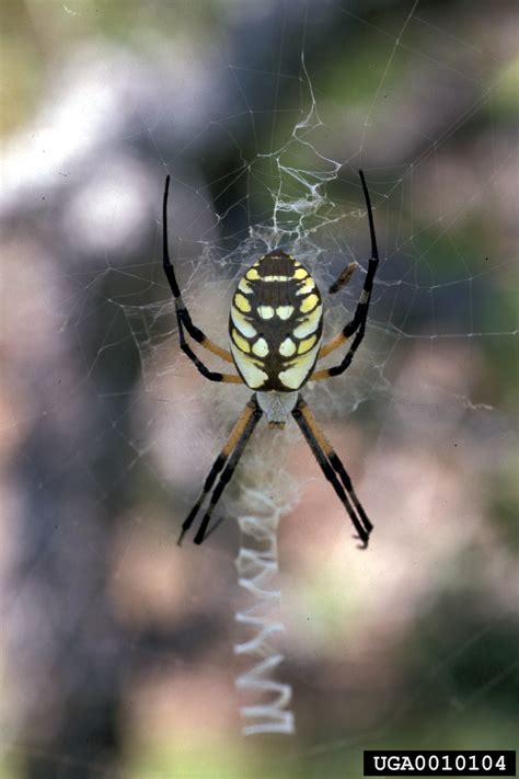 Black Spider With Yellow Spots