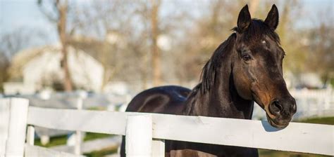 Legacy and Legend Tour of the Kentucky Derby Museum and Kentucky Horse ...