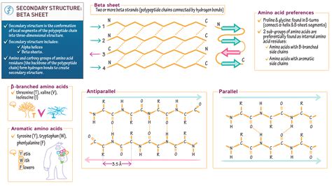 Biochemistry Fundamentals: Secondary Structure 2: The Beta Sheet | ditki medical & biological ...