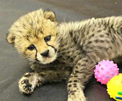 IMG_6279 | Cheetah cubs, Newborn animals, Baby animals pictures