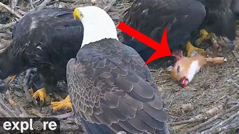 Bald Eagle Chicks Devour Baby Deer - warning: graphic - YouTube