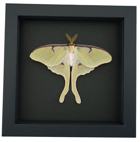 Real Framed Luna Moth - Actias luna Male Resting Silkmoth