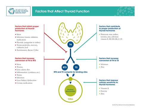 Factors-that-Affect-Thyroid-Function-Diagram-page-001 - Restore Health Center