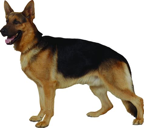 Perro imagen PNG, perros, fotos de cachorros descarga gratuita