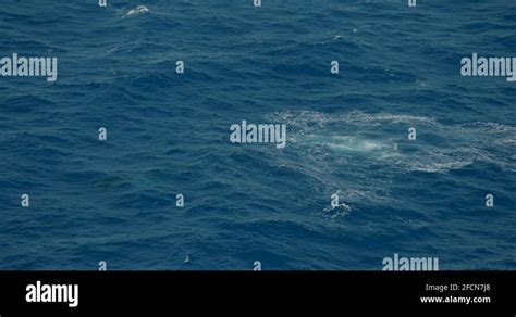 Ocean aerial humpback whale blow Great Barrier Reef Stock Video Footage ...