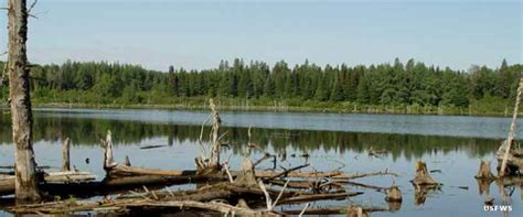 Aroostook National Wildlife Refuge