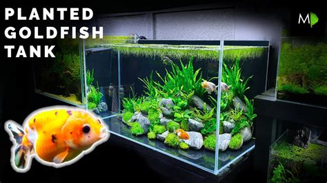 How To: Planted Goldfish Aquarium Tutorial – The Ranchu Crew – HousePetsCare.com