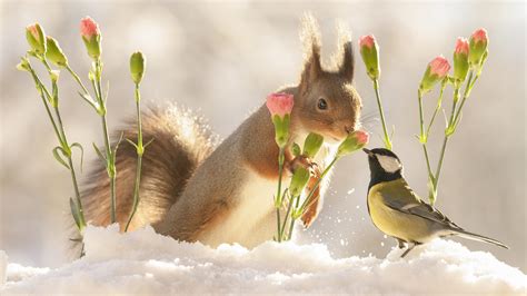 Squirrel With Flower Standing On Snow Near Titmouse HD Squirrel Wallpapers | HD Wallpapers | ID ...