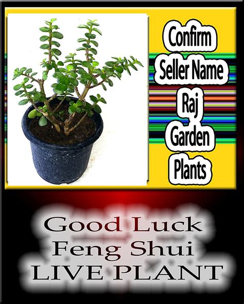 Money Plant | Luck Live Plant | Good Luck Feng Sui Plant | Trustherb