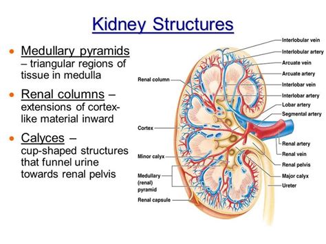 The functions of the urinary system