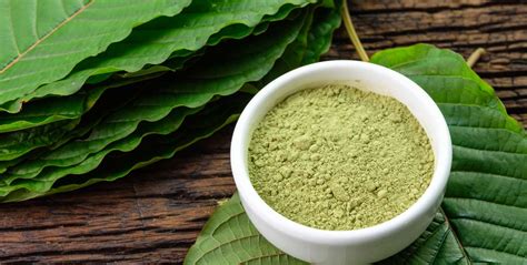 Kratom tea study stirs up new support for relieving opioid dependence ...