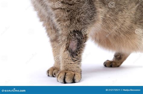 Close-up is Ringworm. the Cat is Sick with Lichaen. Skin Diseases with Fungus. Stock Image ...